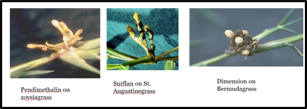 Figure 3_Effect of preemergence herbicides on turfgrass root growth